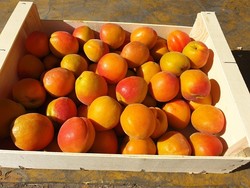 ABRICOTS (Catgorie 1 - 1ier CHOIX)