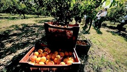 ABRICOTS (Catgorie 1 - 1ier CHOIX)