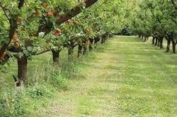 ABRICOTS (Catgorie 1 - 1ier CHOIX)