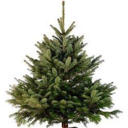 SAPIN NORDMANN autres Disponibles Sur Place