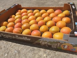 ABRICOTS pour les professionnels en gros