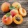 ABRICOTS (Catgorie 1 - 1ier CHOIX)