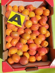 ABRICOTS (Catgorie 2 - Lger dfaut)