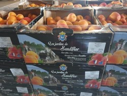 ABRICOTS pour les professionnels en gros
