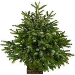 SAPIN NORDMANN autres Disponibles Sur Place