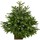 SAPIN NORDMANN autres Disponibles Sur Place