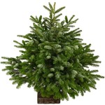 SAPIN NORDMANN autres Disponibles Sur Place