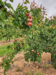 ABRICOTS (Catgorie 1 - 1ier CHOIX)