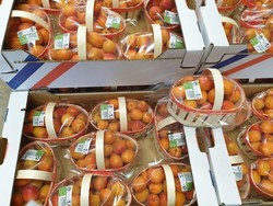 ABRICOTS pour les professionnels en gros